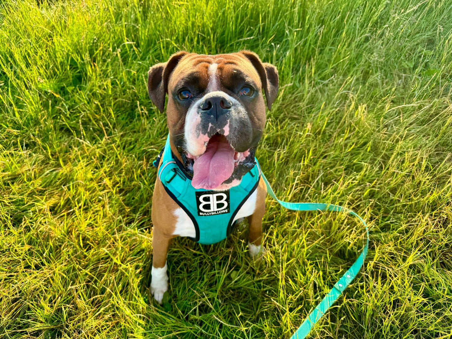 Customer photo review of Premium Comfort Harness | Non Restrictive & Adjustable - Turquoise v2.0