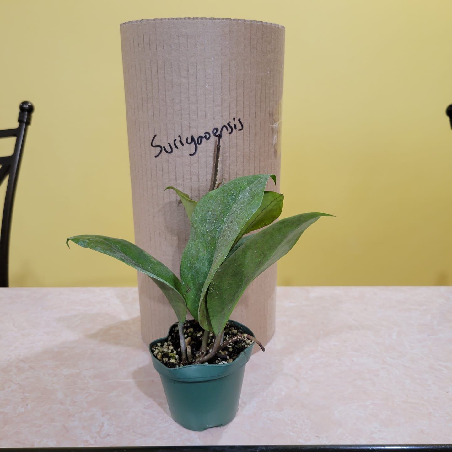 Customer photo review of Hoya surigaoensis