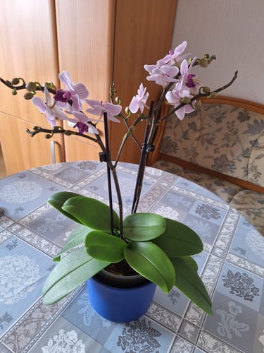 Customer photo review of Große Two of Us Azur mit rosa-blauen Blüten und 2 Rispen