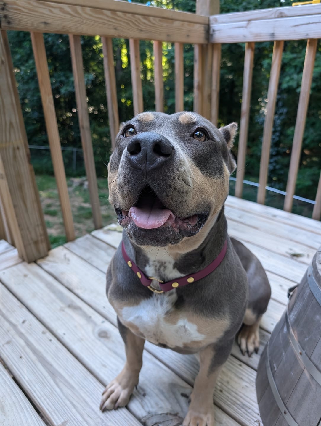 Customer photo review of House Collar