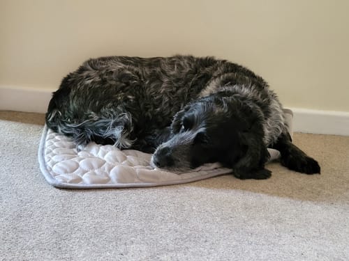 Customer photo review of The Ultimate Cooling Pet Mat