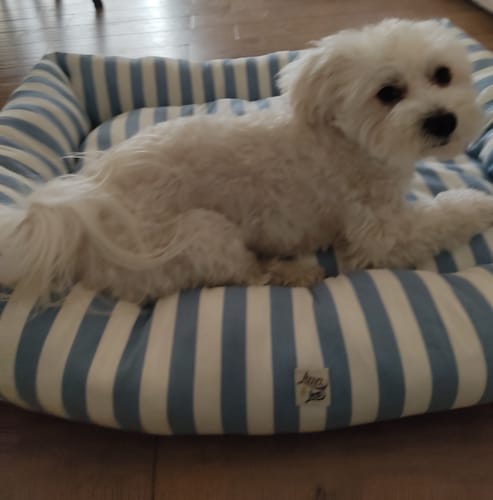 Customer photo review of Divanetto Cotone Righe Larghe Azzurro