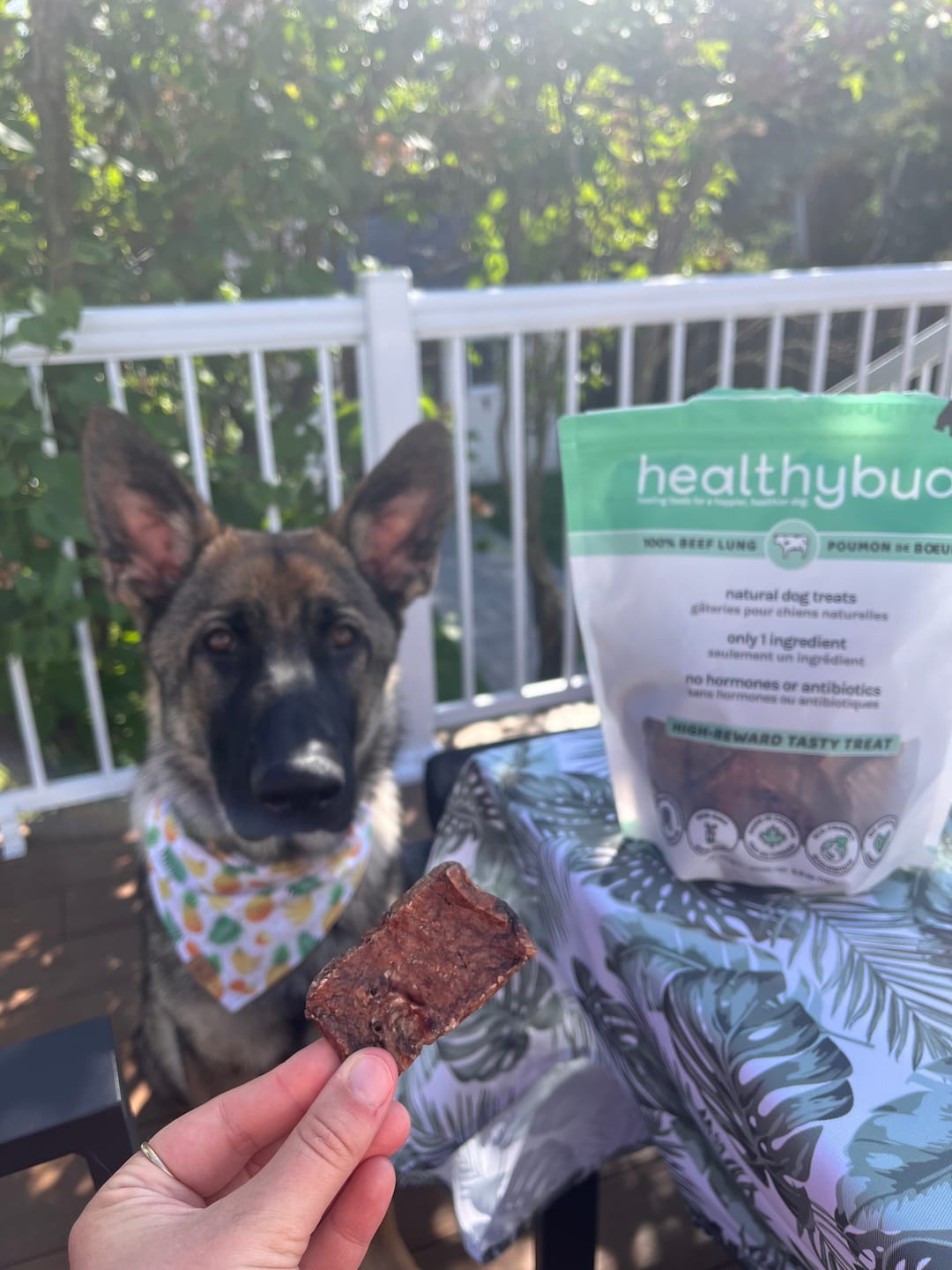 Customer photo review of Beef Lung Wafers