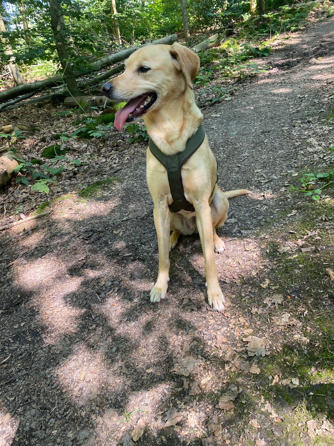 Customer photo review of Hundegeschirr FUN "Mountain Green"