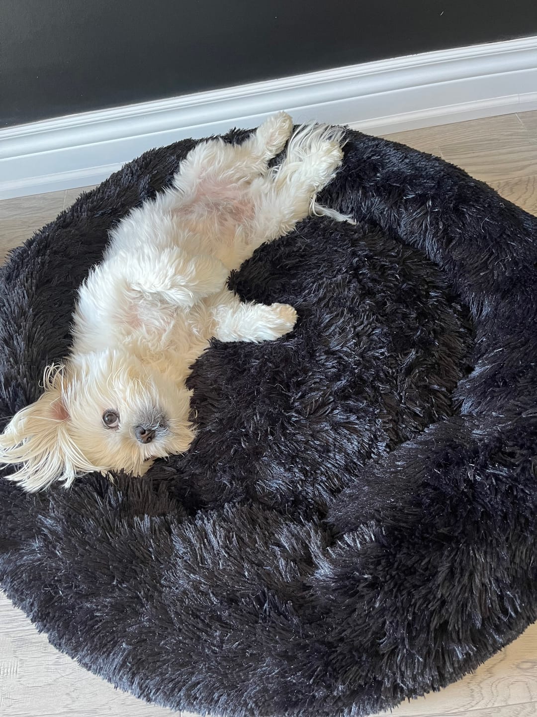 Customer photo review of Calming Dog Bed