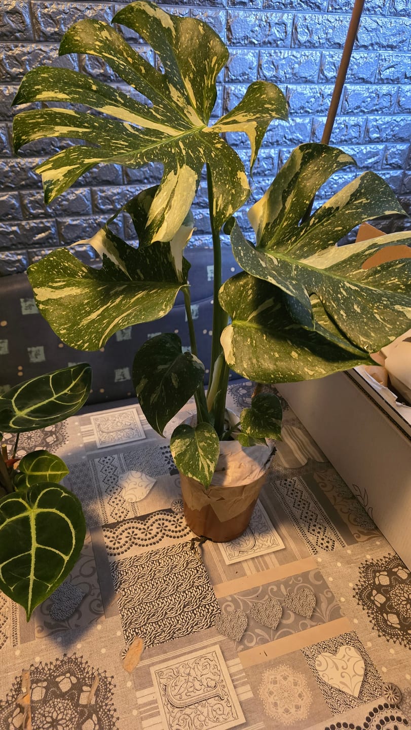 Customer photo review of Monstera Thai Constellation