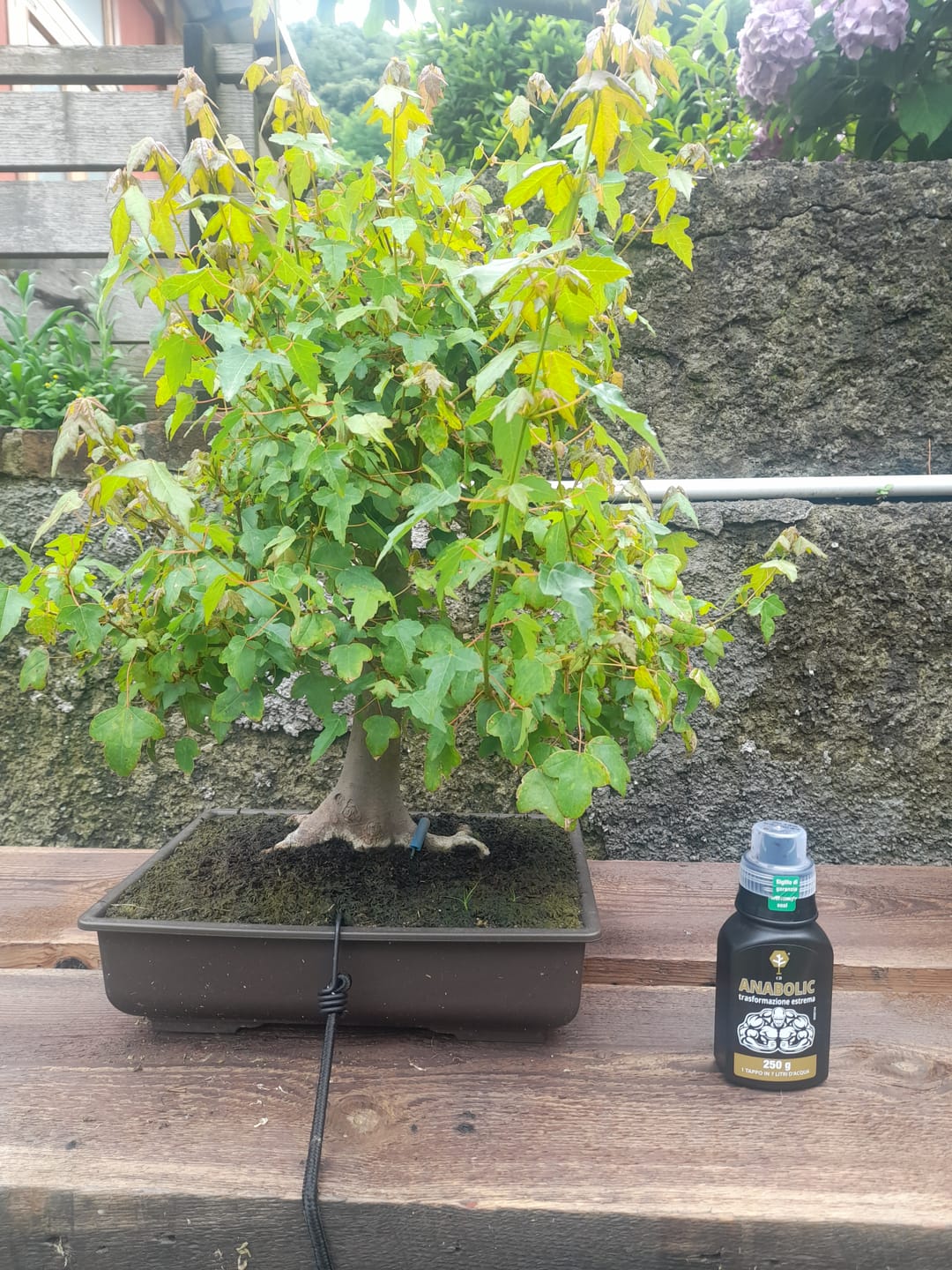Customer photo review of ANABOLIC CB® (Trasformazione Estrema)