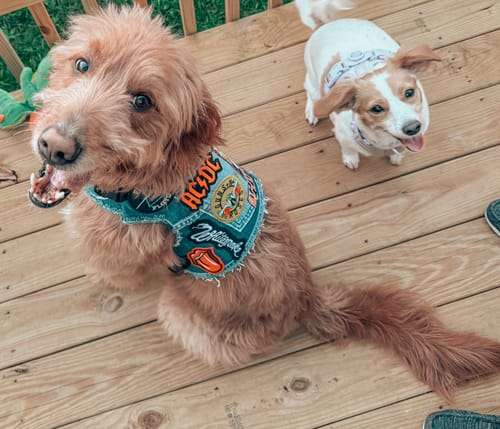 Customer photo review of Rocker Harness 2.0