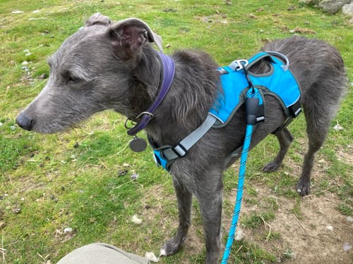 Customer photo review of Sighthound Escape Proof Harness