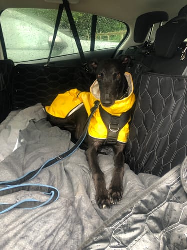 Customer photo review of Rear Car Seat Extender for Dogs