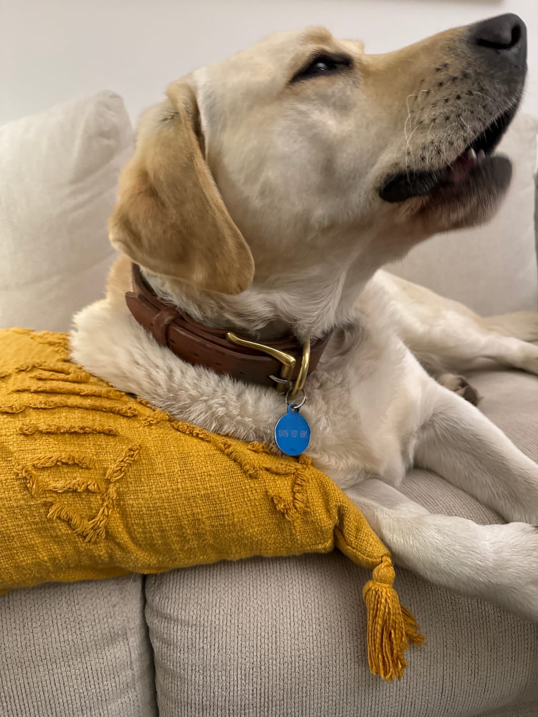 Customer photo review of BIG Dog Collar