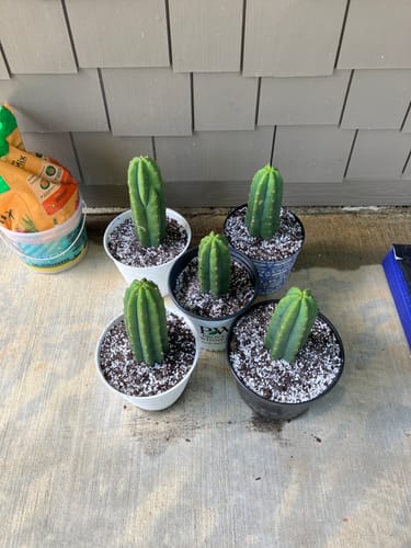Customer photo review of San Pedro Cactus | Bulk Cutting Packs | Echinopsis (Trichocereus) Pachanoi