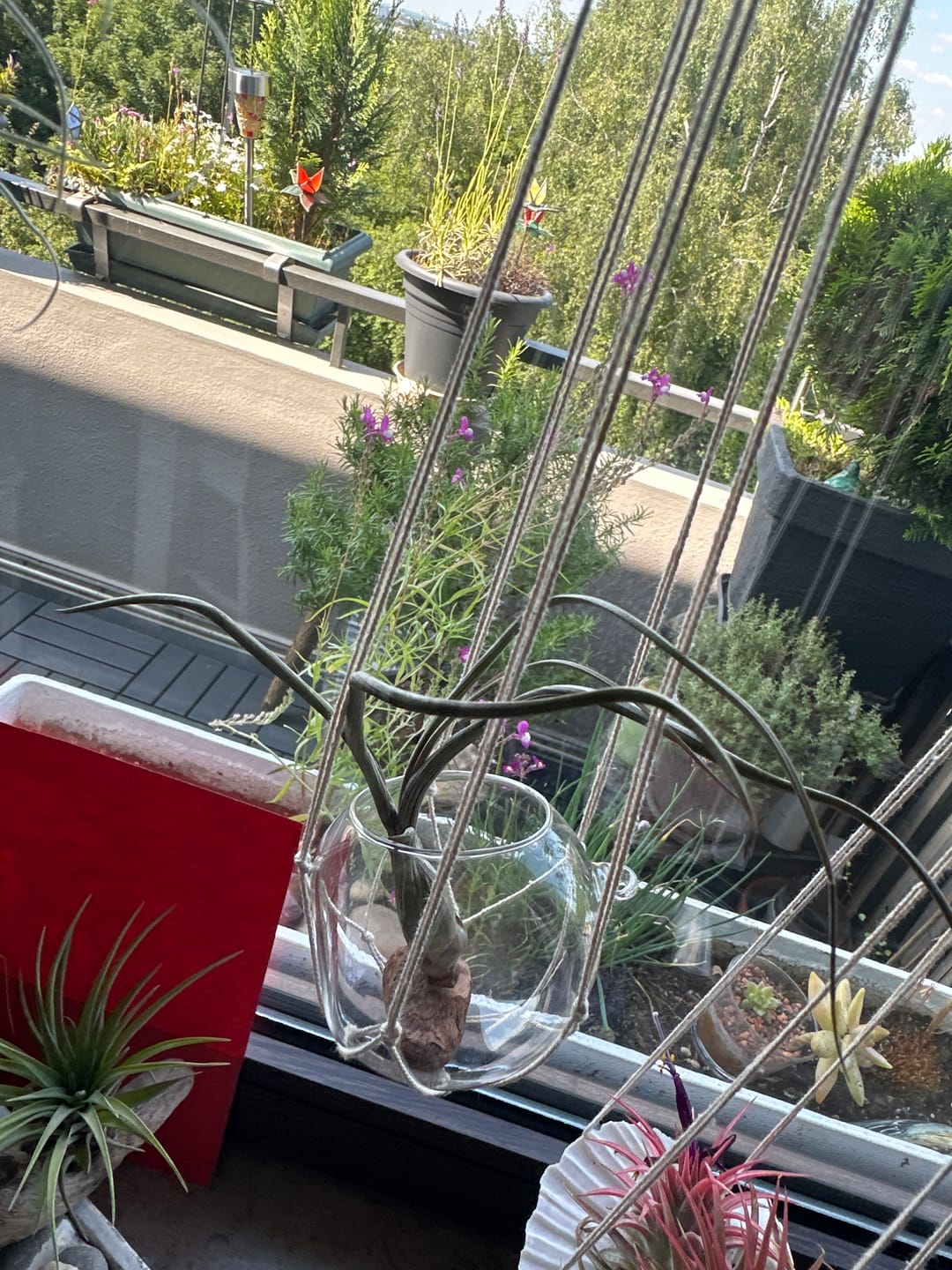 Customer photo review of Tillandsia butzii