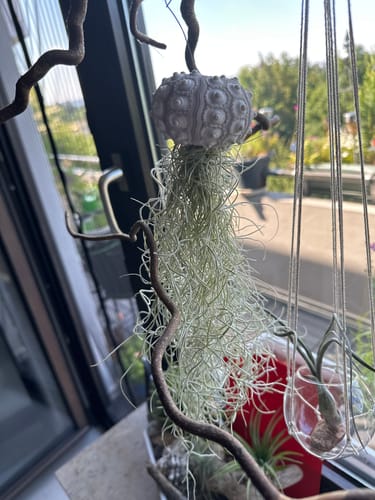 Customer photo review of Tillandsia usneoides - Lousianamoos