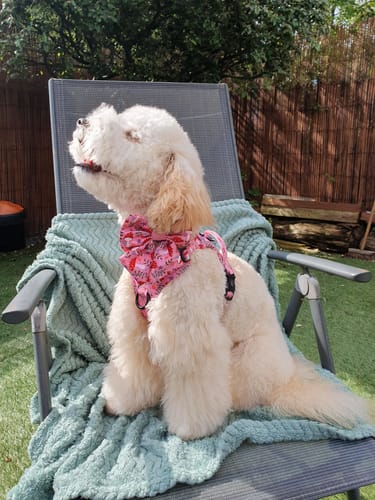 Customer photo review of Tough Trails™ Harness - Fairytale Forest