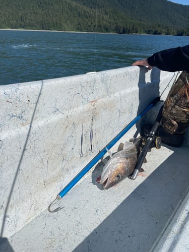 Customer photo review of Fisherman's Life® Jiggy Jigs 20g, 30g, 40g 50g (Four Color Variations)