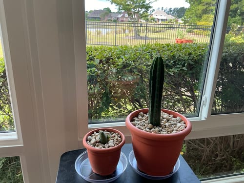 Customer photo review of Penis Cactus | Short Form | Trichocereus bridgesii monstrose