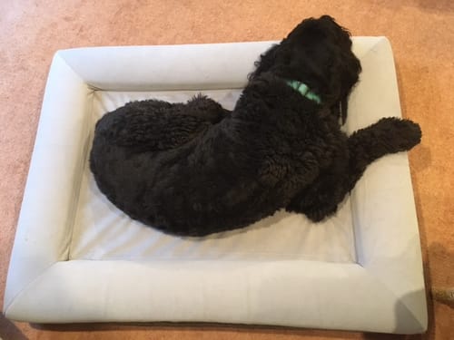 Customer photo review of Orthopaedic Memory Foam Bed