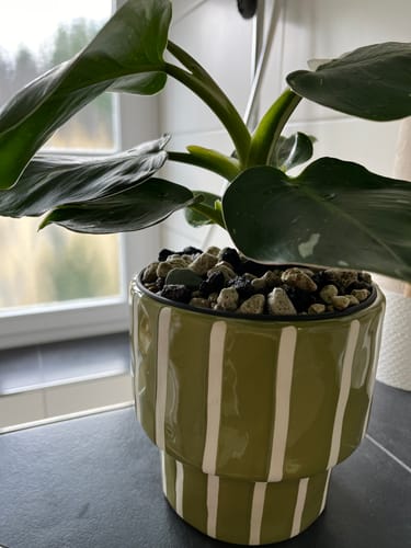 Customer photo review of Muddis Erde - Mineralisches Substrat