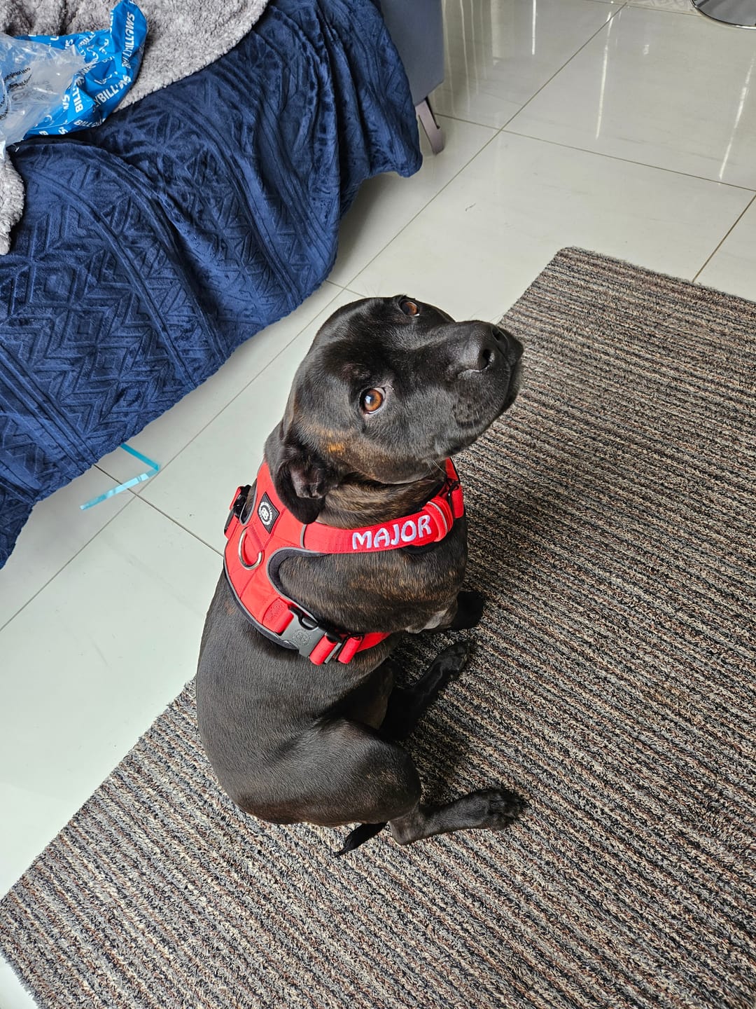 Customer photo review of Premium Comfort Harness | Non Restrictive & Adjustable - Red
