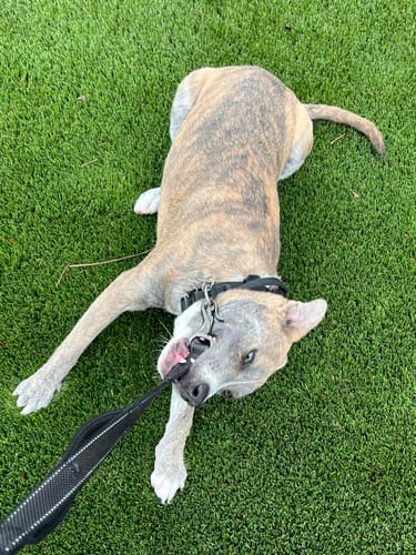 Customer photo review of FIDA Heavy Duty Dog Leash