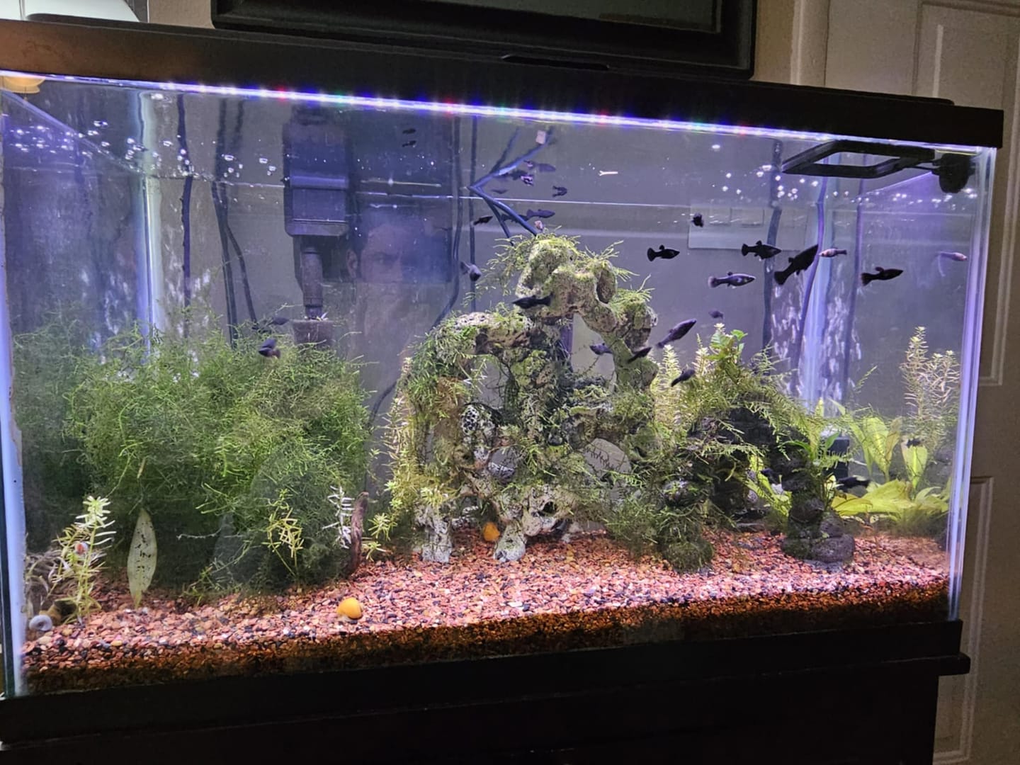 Customer photo review of Gold Mystery Snail