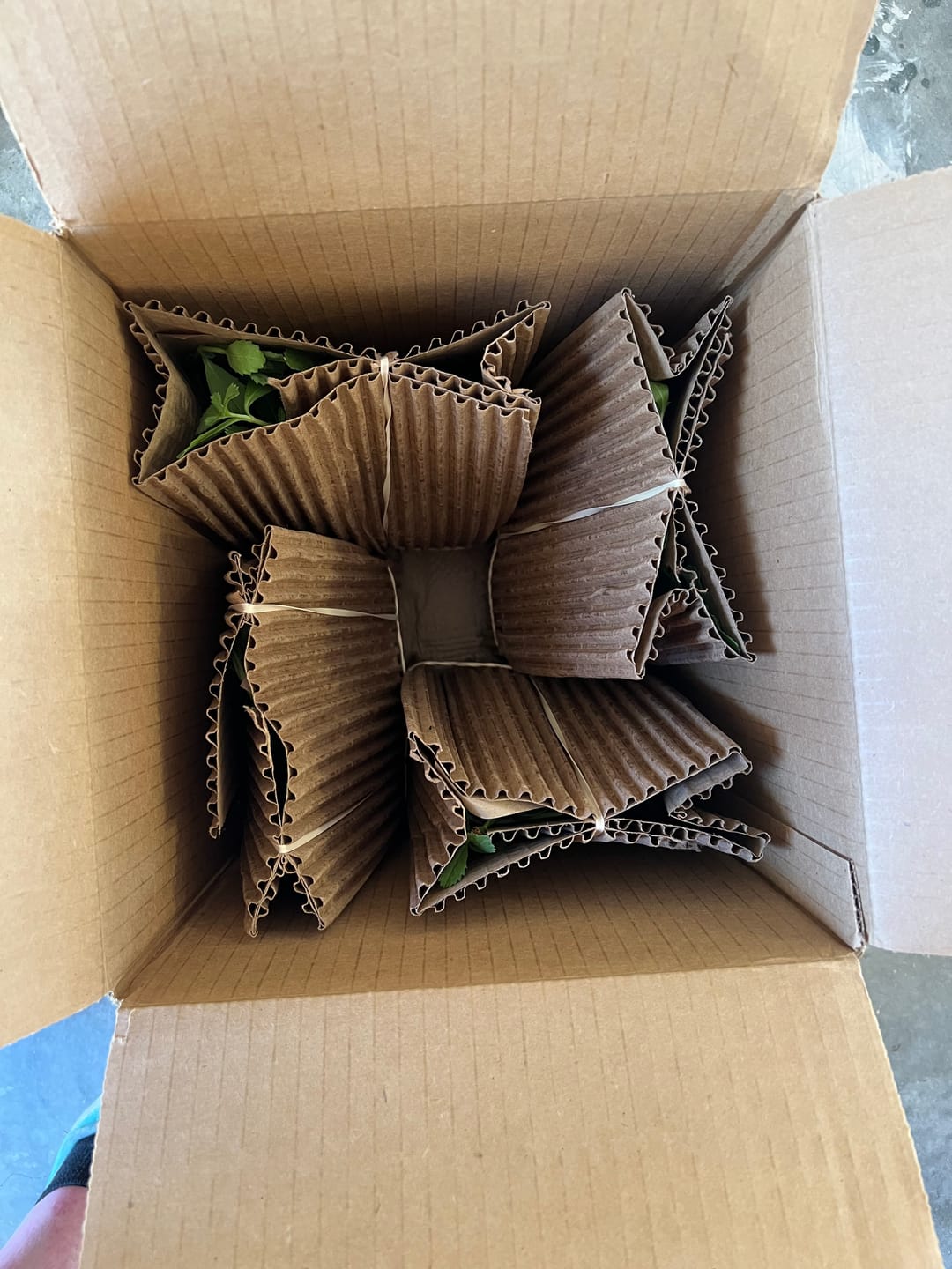 Customer photo review of Frog Fruit