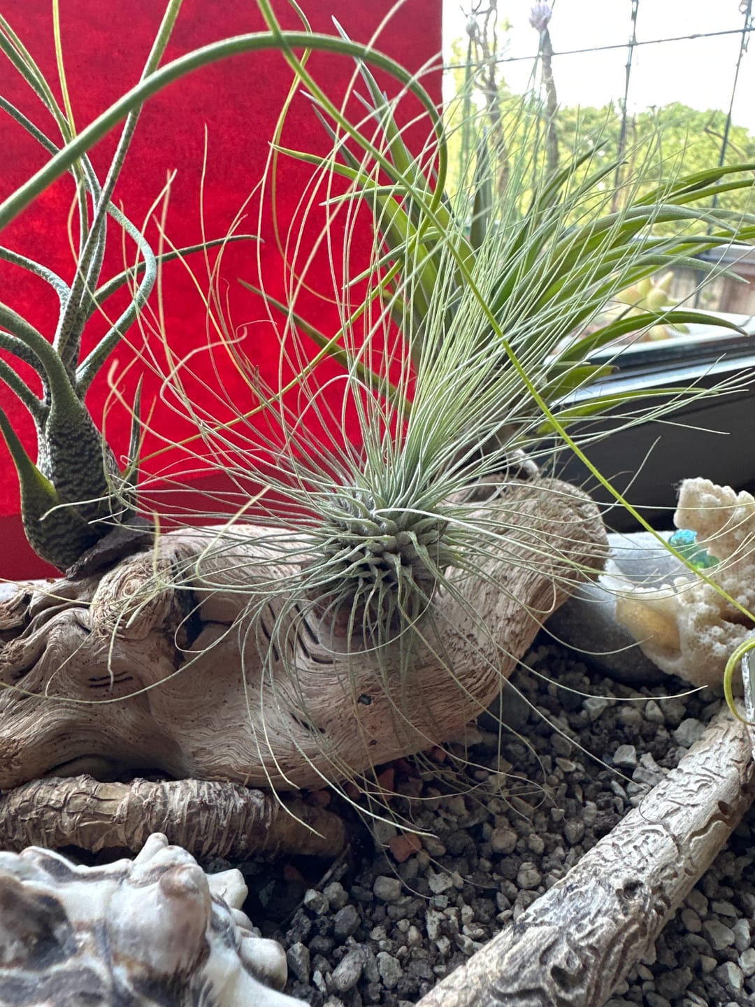Customer photo review of Tillandsia argentea
