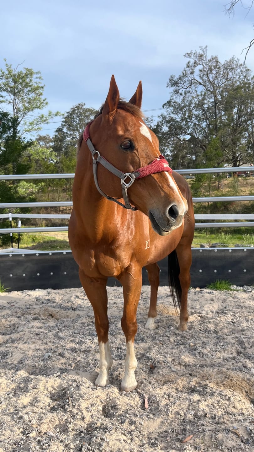 Customer photo review of Equine Joint Plus™️ 1.2kg