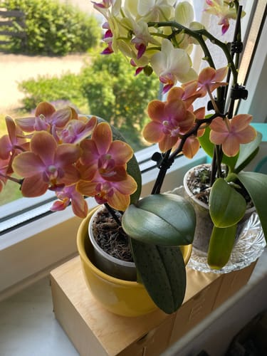 Customer photo review of Duftorchidee Dusty Belle mit rot-orangenen Blüten