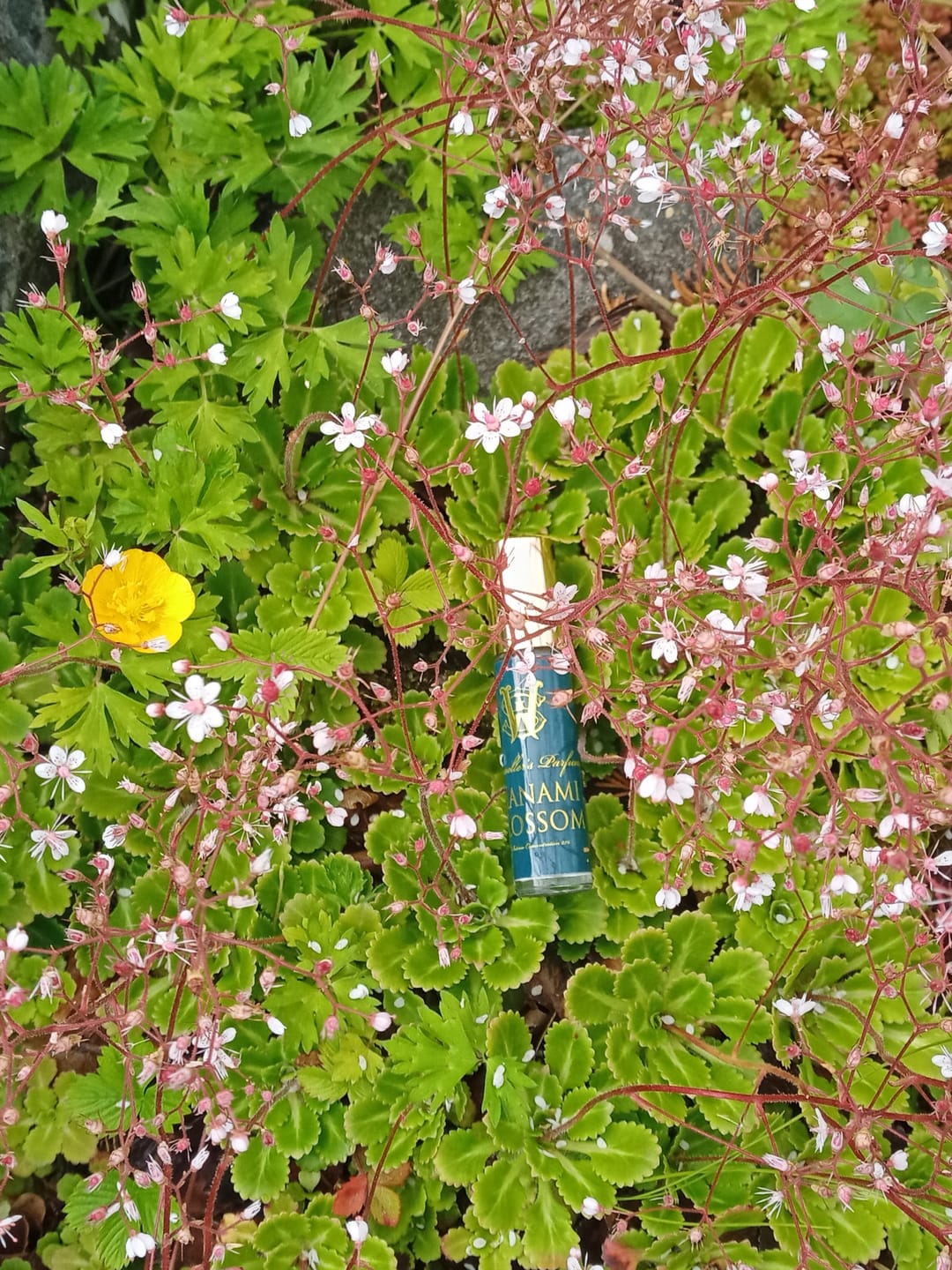 Customer photo review of Hanami Blossom