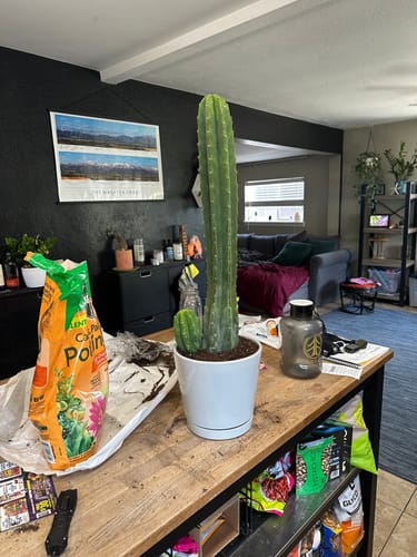 Customer photo review of San Pedro Cactus | Echinopsis (Trichocereus) pachanoi