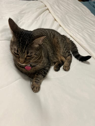 Customer photo review of The Ice Blanket