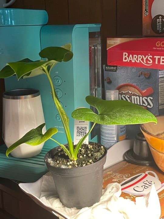 Customer photo review of Philodendron goeldii