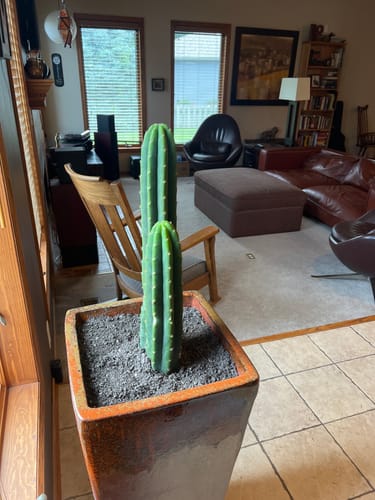 Customer photo review of San Pedro Cactus | Echinopsis (Trichocereus) pachanoi