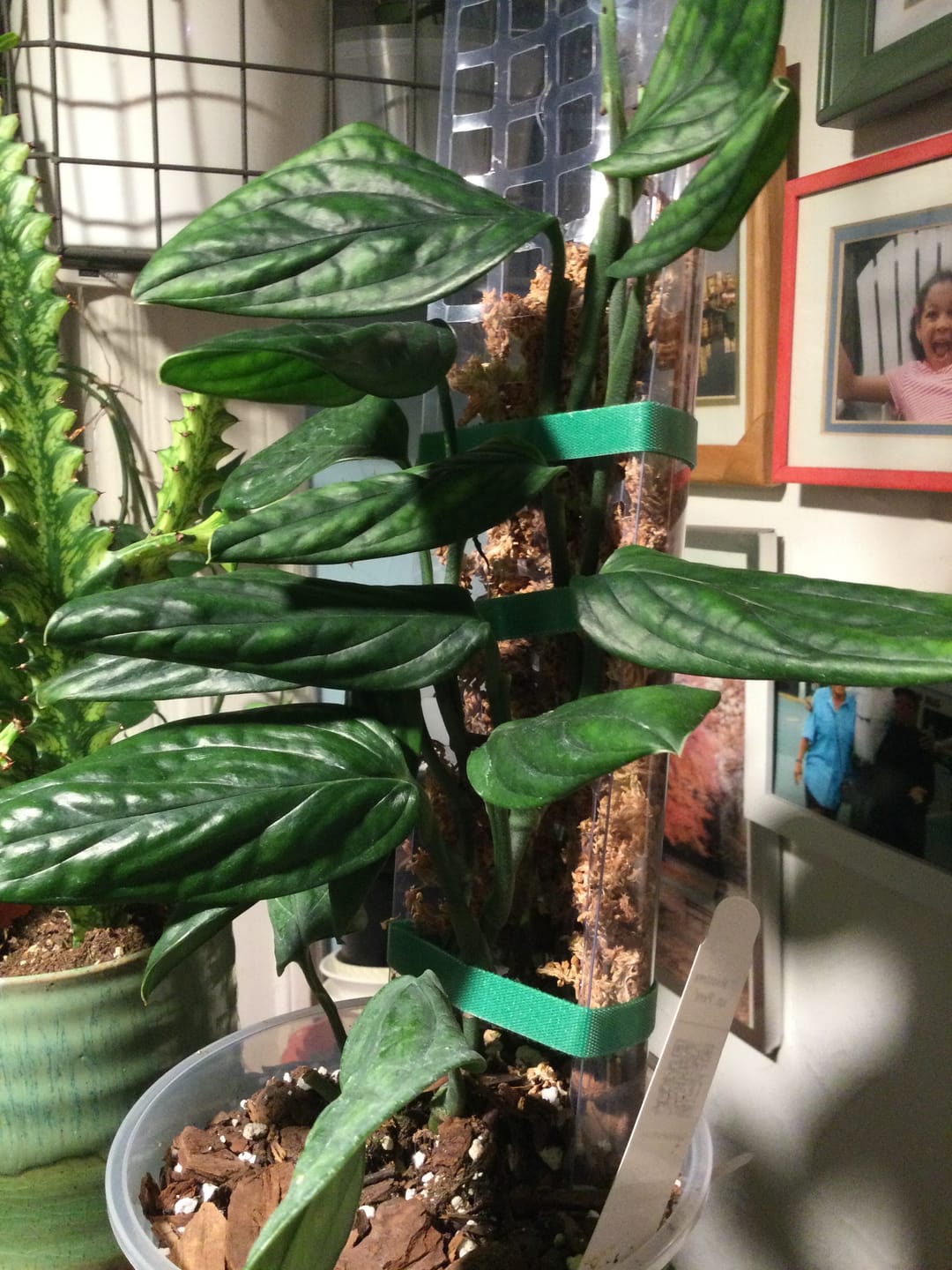 Customer photo review of Monstera sp. 'Peru'