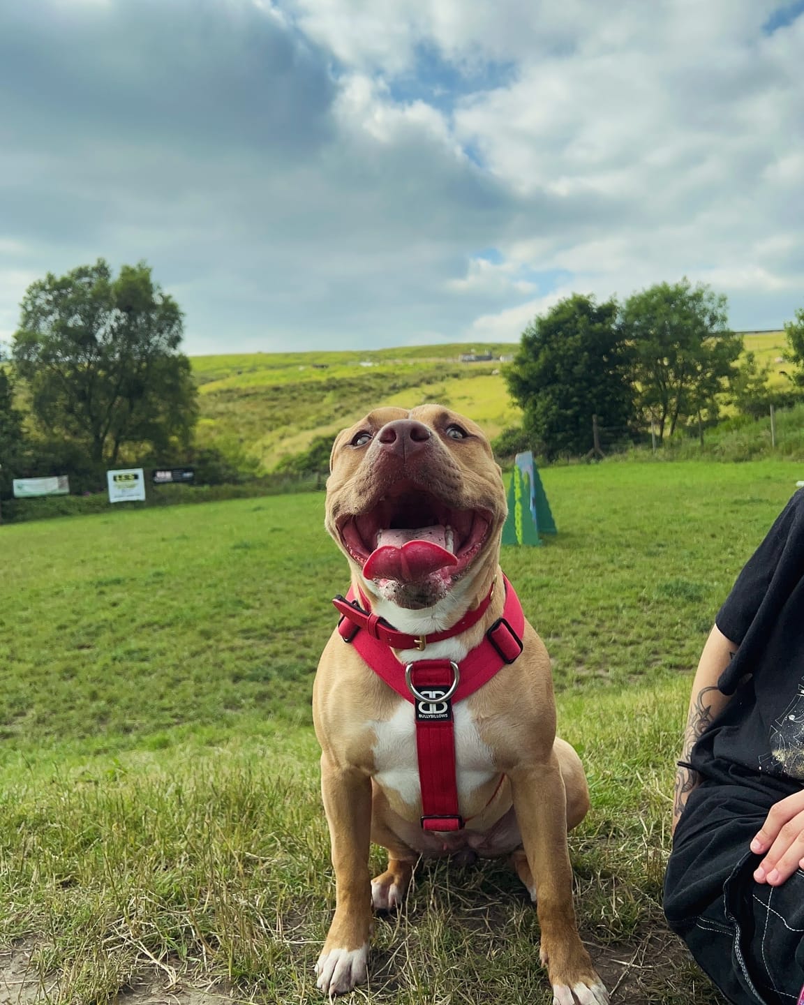 Customer photo review of TRI-Harness® | Anti-Pull, Adjustable & Durable - Dog Trainers Choice - Red v2.0