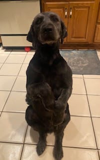 Customer photo review of Dog Allergy & Immune Support Supplement