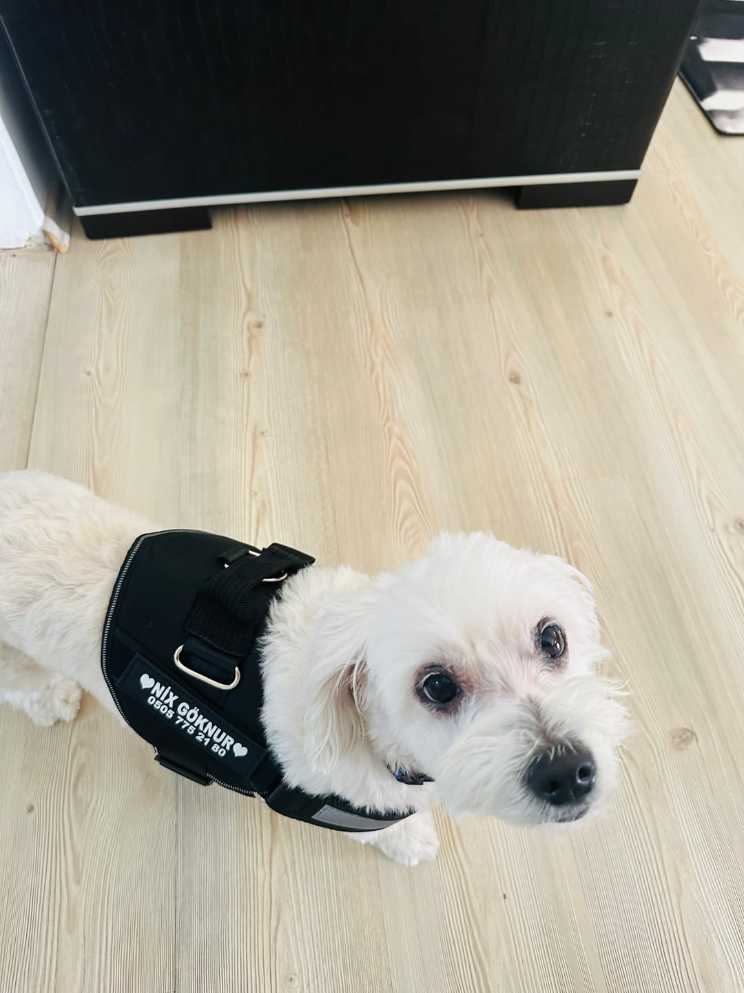 Customer photo review of MellowPurr Özelleştirilebilir No Pull Köpek Tasması