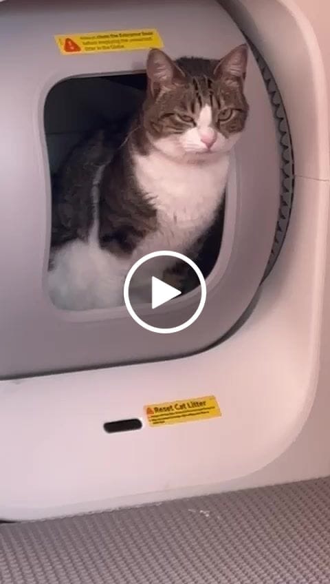Customer video review of Furbulous Box