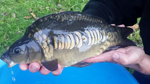 Customer photo review of PREMIUM COARSE PELLETS - ALLTECH COPPENS