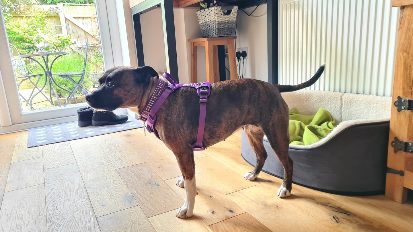 Customer photo review of Air Mesh Harness - Anti-Pull, With Handle, Non Restrictive & Adjustable - Purple