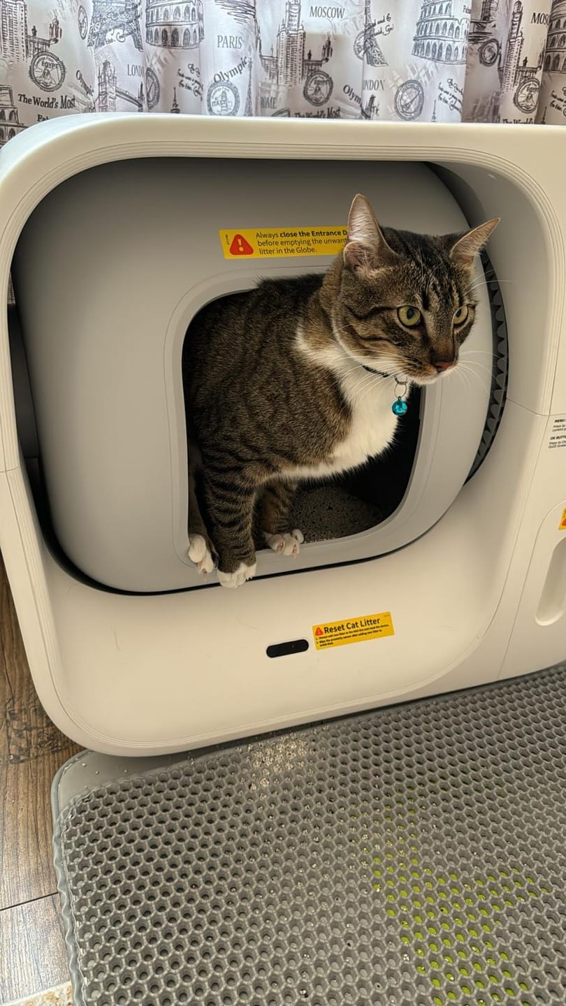 Customer photo review of Furbulous Box