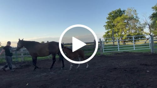 Customer video review of OptiWize Collagen +Plus Horse Joint Supplement