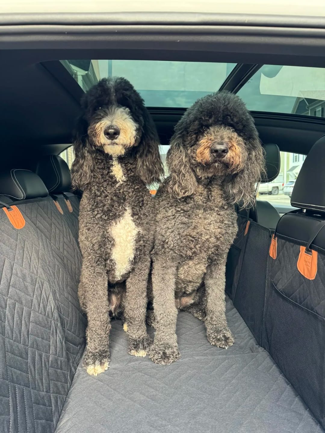 Customer photo review of Car Seat Cover with Hard Bottom