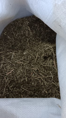 Customer photo review of Golden Horse Lucerne Chaff