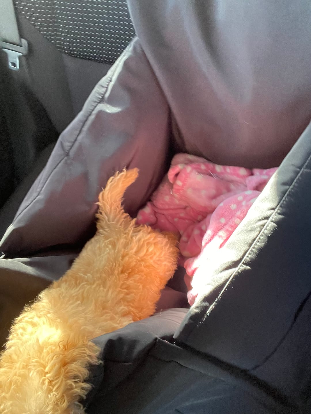 Customer photo review of Pawz Car Booster Seat Carry Bag