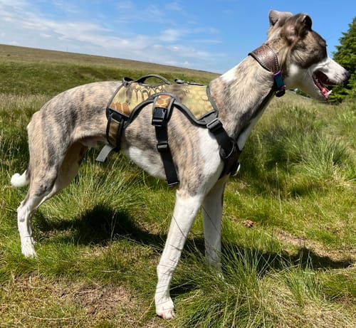 Customer photo review of Sighthound Escape Proof Harness
