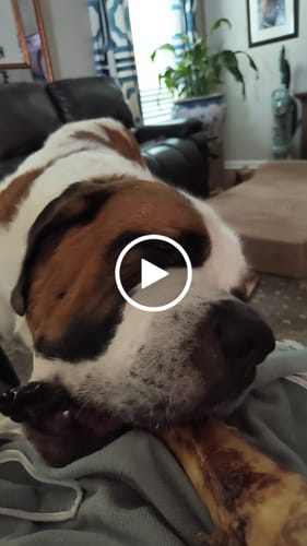 Customer video review of Ostrich Hip Bone. Long-lasting, Natural Dog Gnaw Treat by Savannah Pet Food