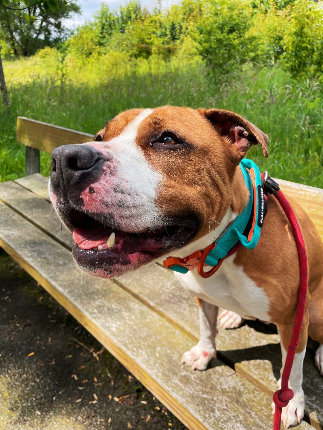 Customer photo review of 4cm LIGHTER Combat® Collar | With Handle Rated Clip - Turquoise & Orange